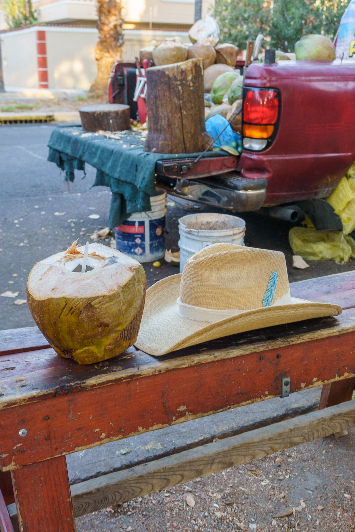 Sombrero Howea